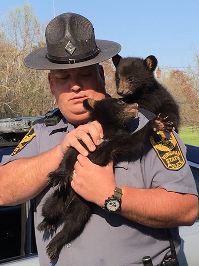 Officer D. H. Cepelink taking care of two cubs Officer D. H. Cepelink taking care of two cubs