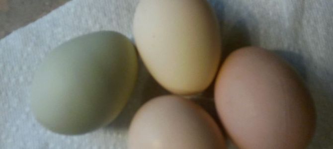 Photo of eggs by Pat Z Anthony Photo of eggs by Pat Z Anthony