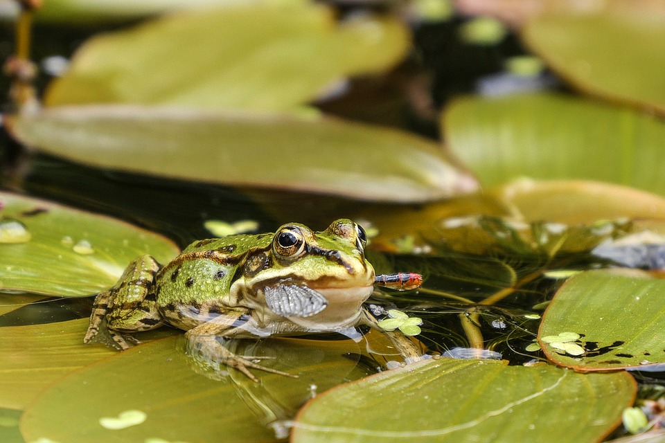 https://pixabay.com/en/frog-pond-water-green-garden-pond-1427476/ https://pixabay.com/en/frog-pond-water-green-garden-pond-1427476/