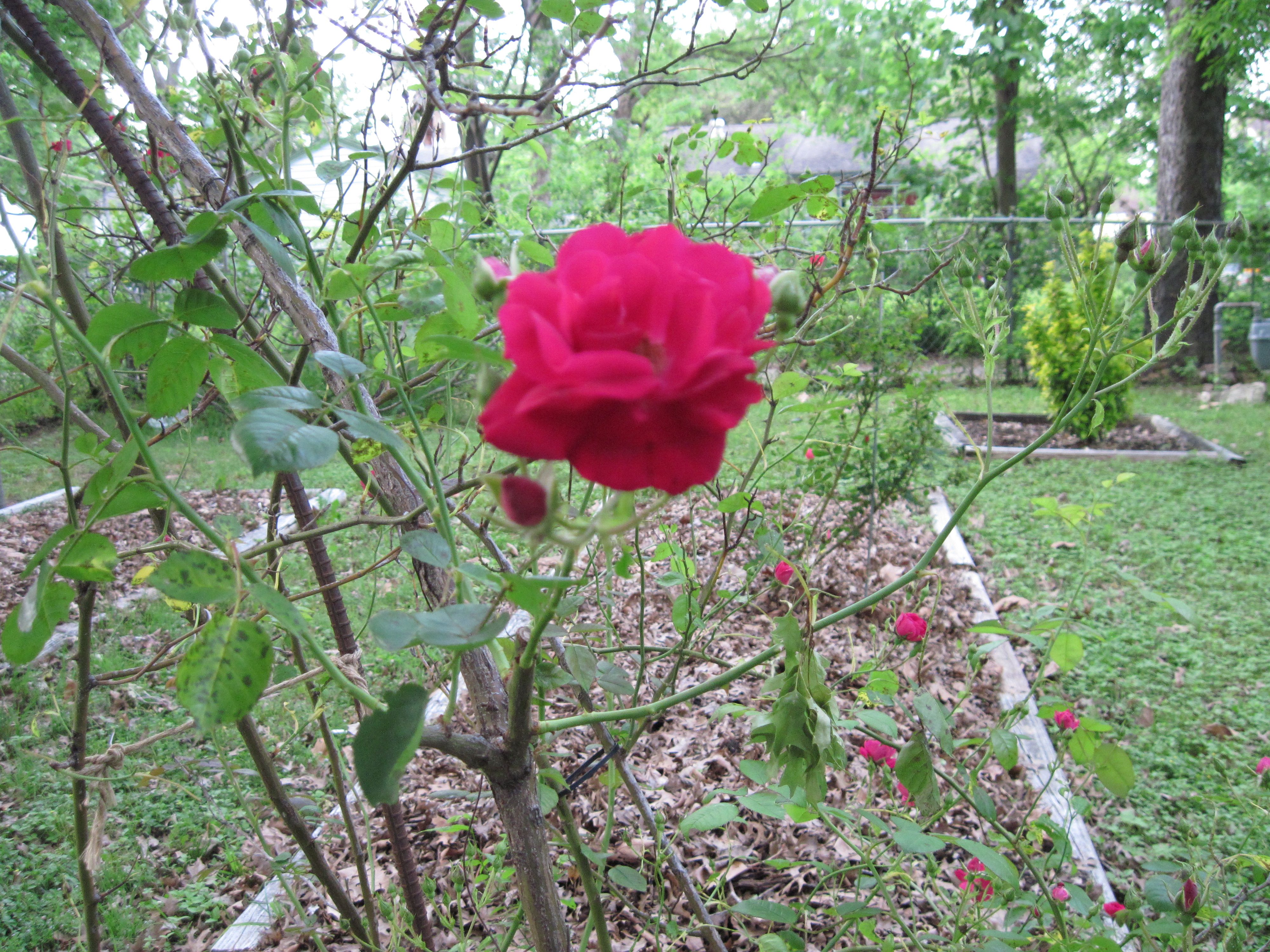 Rose by A.P. Davis 2018 - IMG_0004.jpg