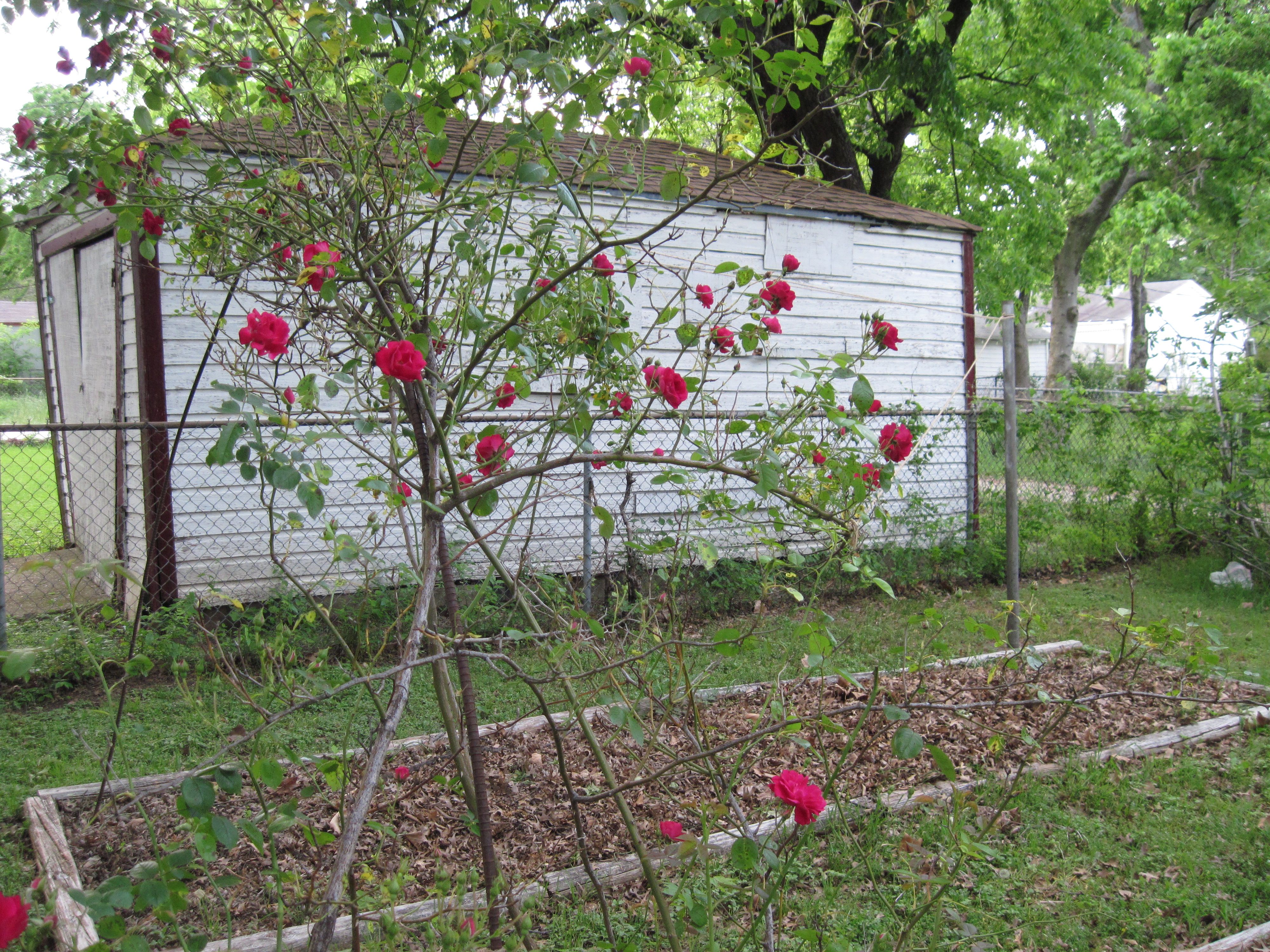 Rebar Rose pic, IMG_0006.jpg by A.P. Davis 2018