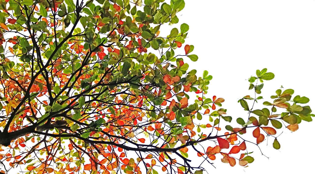 Image Credit: Pixabay Free to use Even Commercially Image Credit: Pixabay Free to use Even Commercially
