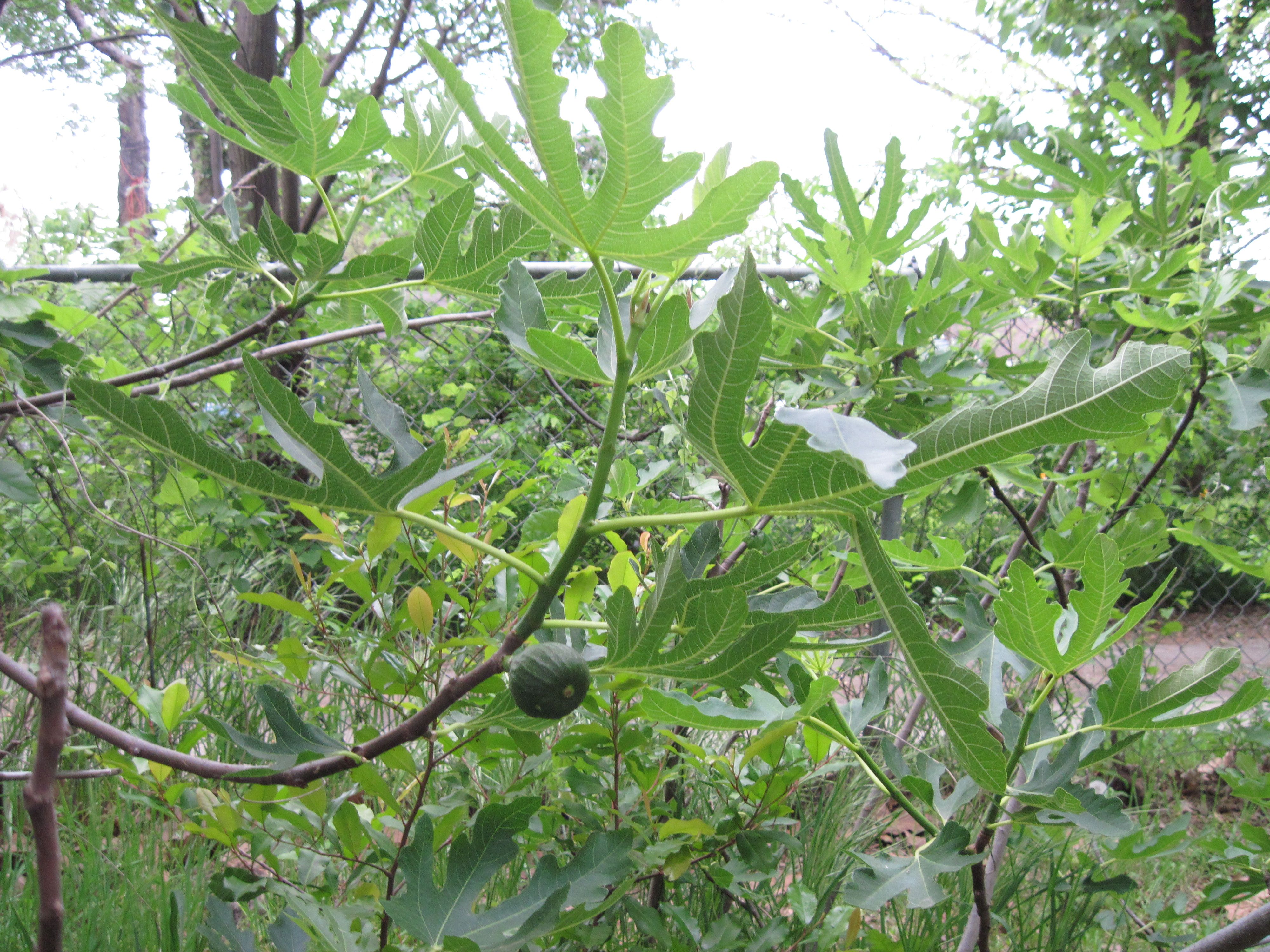 IMG_0009 - Fig tree by A.P. Davis 2018 IMG_0009 - Fig tree by A.P. Davis 2018