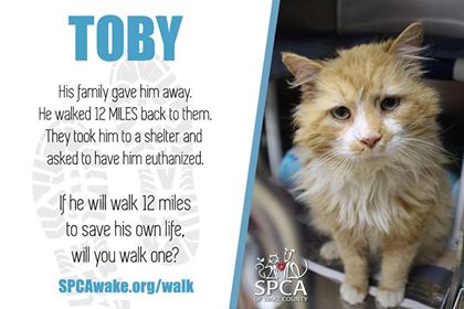Toby the cat has a new home now Toby the cat has a new home now