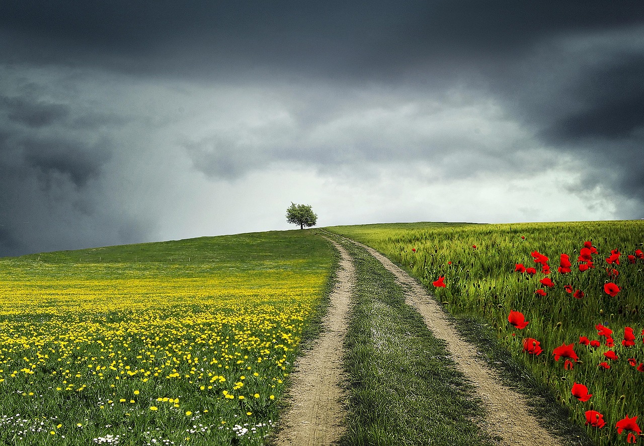 https://pixabay.com/en/tree-night-poppies-flowers-green-832031/