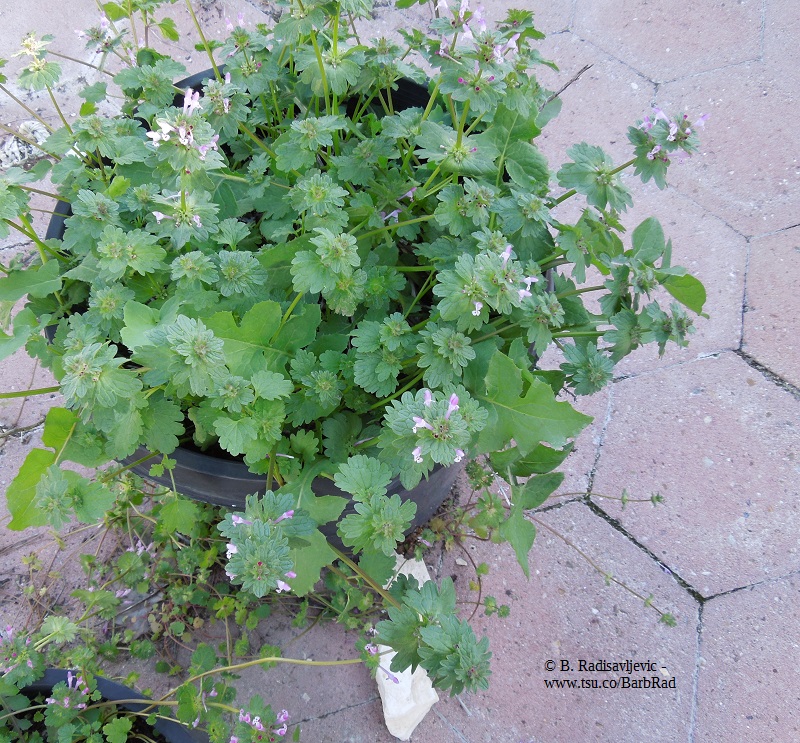 A Pot of Henbit
