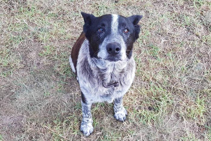 Blue heeler named Max finds a missing girl in Austrailia Blue heeler named Max finds a missing girl in Austrailia