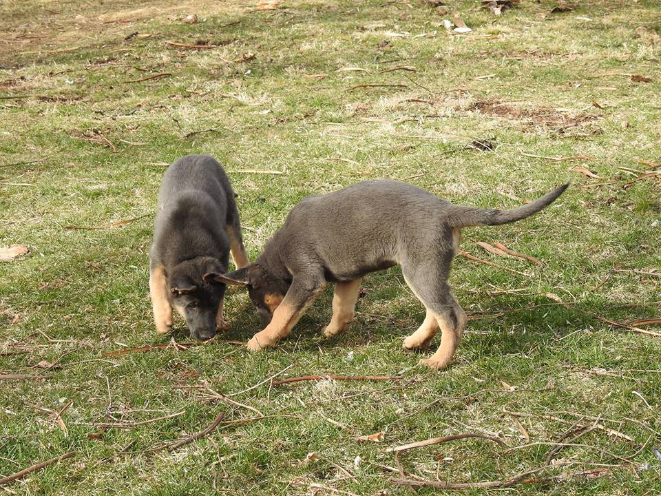 Blue German Shepherd Puppies Blue German Shepherd Puppies