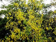 https://en.wikipedia.org/wiki/Cassia_fistula#/media/File:Kanikkonnappoo.JPG