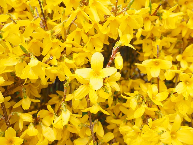 forsythia, Spring, forsythia, Spring,