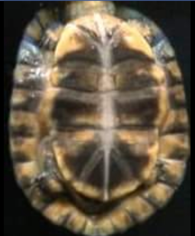 Peace turtle Peace turtle