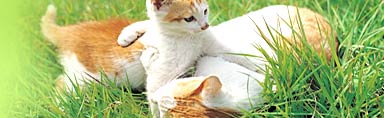 cats fight - cats fight