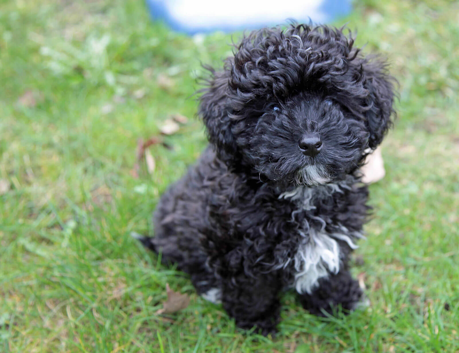 Onyx a mixed breed dog credited to save his owners by barking before a fire started  
