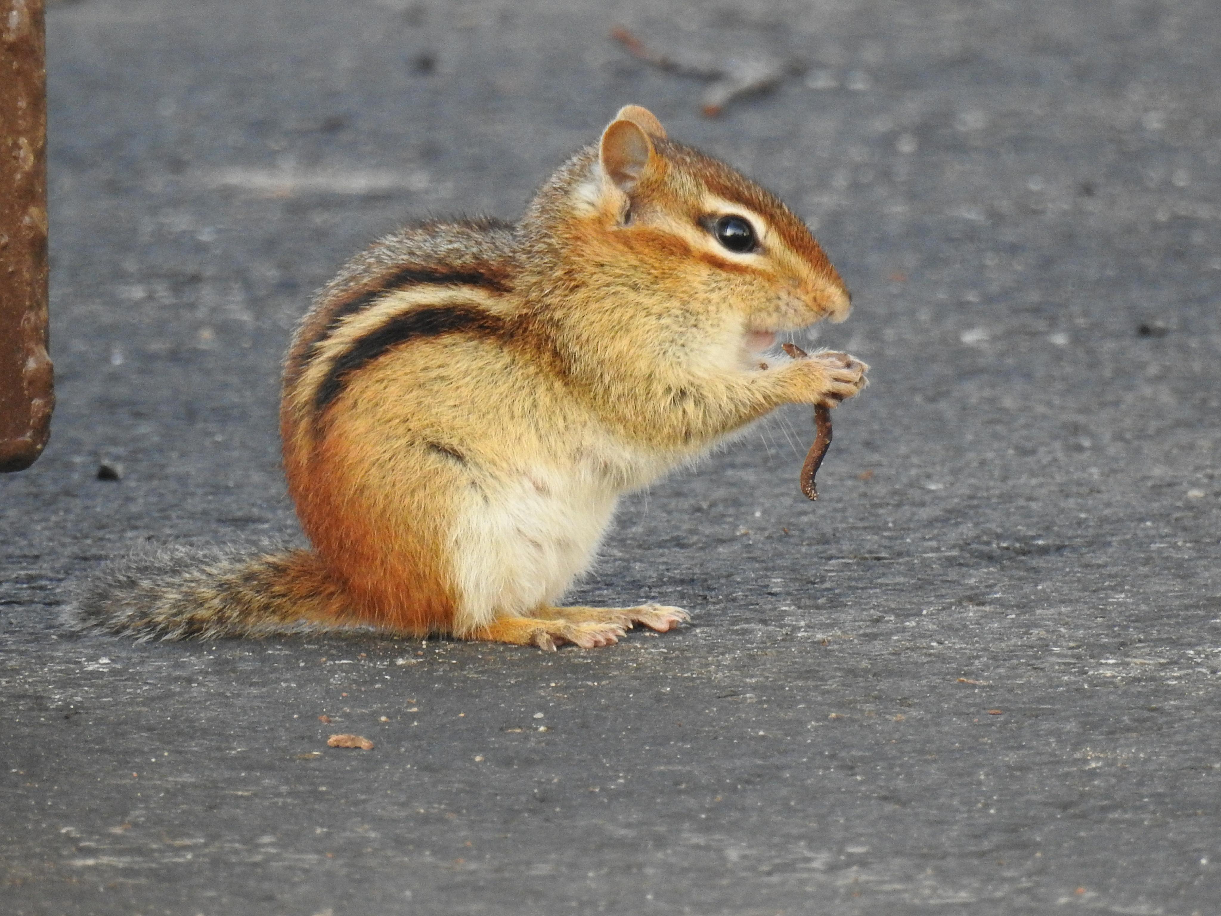 Chipmunk gets the early worm Chipmunk gets the early worm