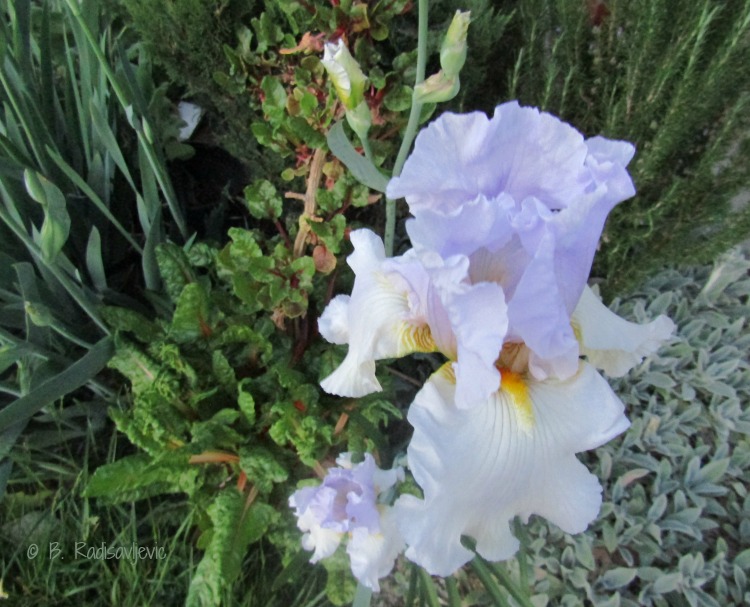 Food for the Body and Soul: Chard and Irises