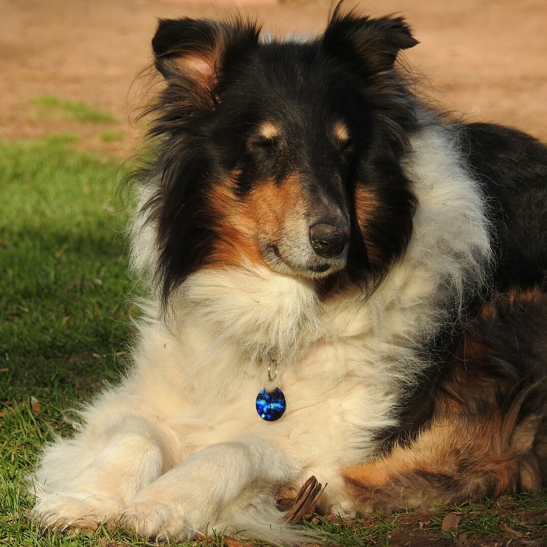 Braedyn tri collie Braedyn tri collie
