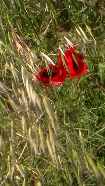 around june last year poppies in full bloom in marcilla navarra spain.