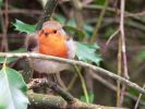 Robin - Robin from freedigitalphotos.net