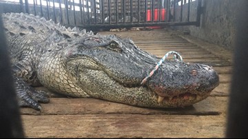 Close encounters of the gator kind in Cleveland Texas Close encounters of the gator kind in Cleveland Texas