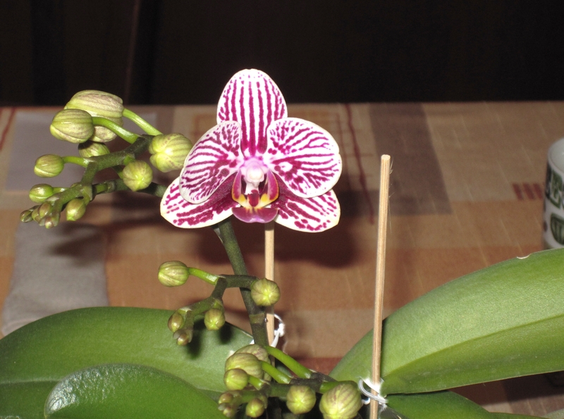 My orchid My orchid
