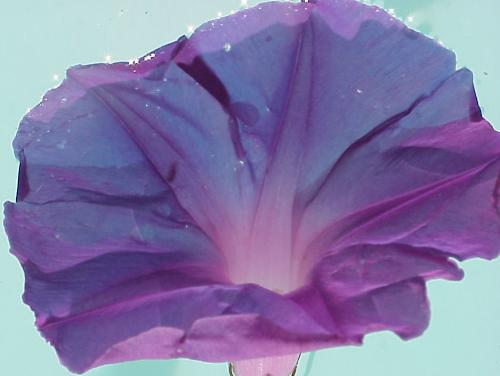 Morning GLory is a flower - This flower is called 'Morning Glory'   It was just floating in the swimming pool with me.   It's such a gorgeous deep purple!