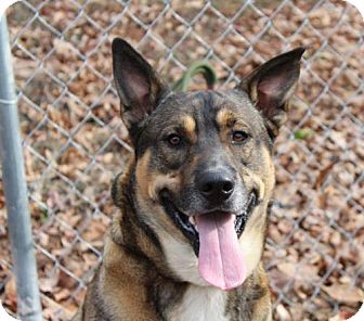 A German Shepherd has a job with the Washington D C firefighters. A German Shepherd has a job with the Washington D C firefighters.
