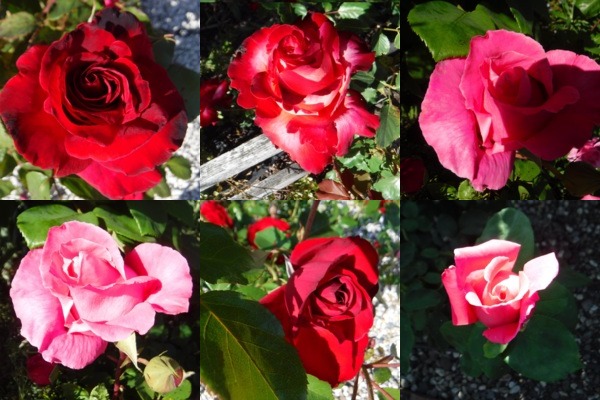 Photos I took of the roses on the way home today. Photos I took of the roses on the way home today.