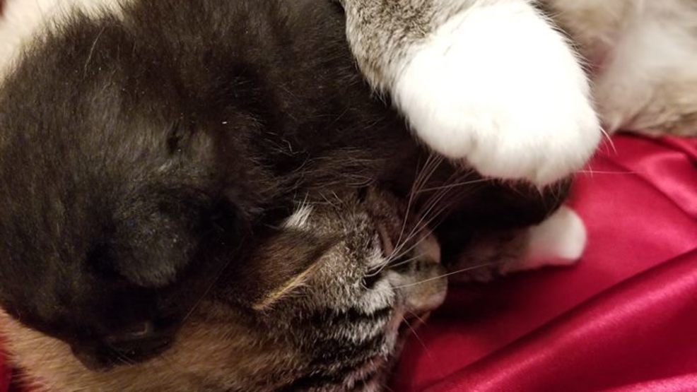 A kitten named Soundwave is back with its foster mom Celeste. A kitten named Soundwave is back with its foster mom Celeste.