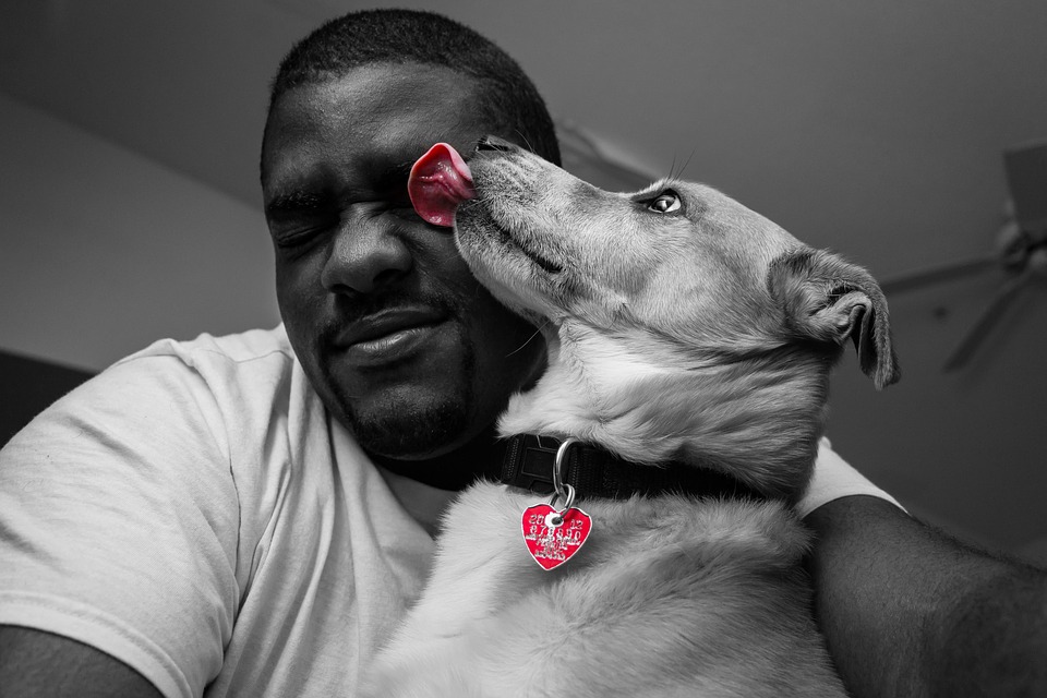 the lick Image Pixaby