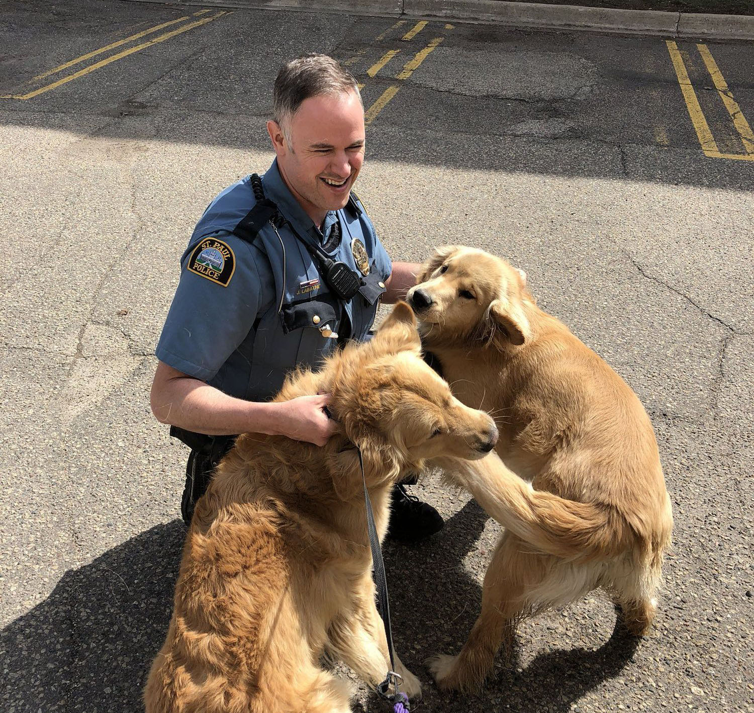 St. Paul police officer with two Golden Labrador Retrievers St. Paul police officer with two Golden Labrador Retrievers