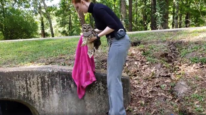 Detective Emily Shaw rescues an injured owl in Tallahassee