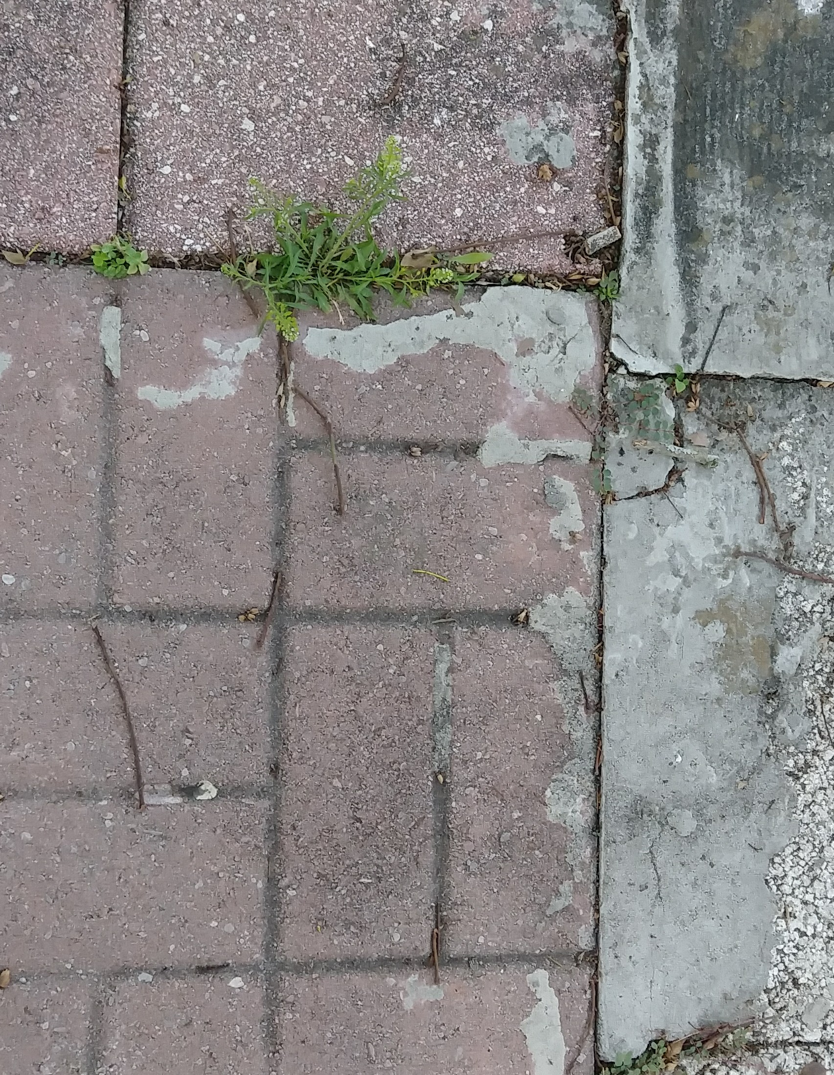 I took the picture of a sidewalk.