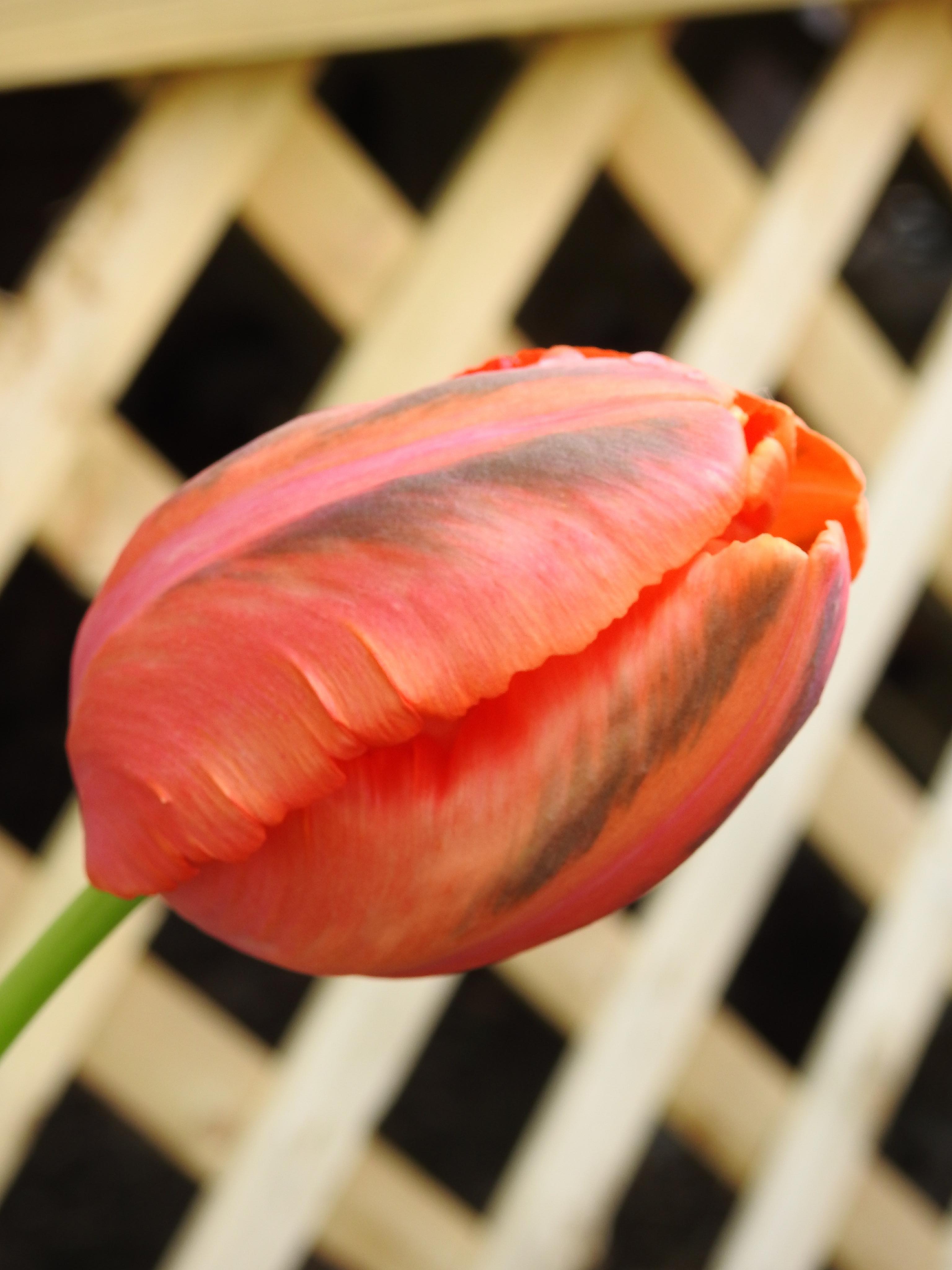 Greenland tulip Greenland tulip