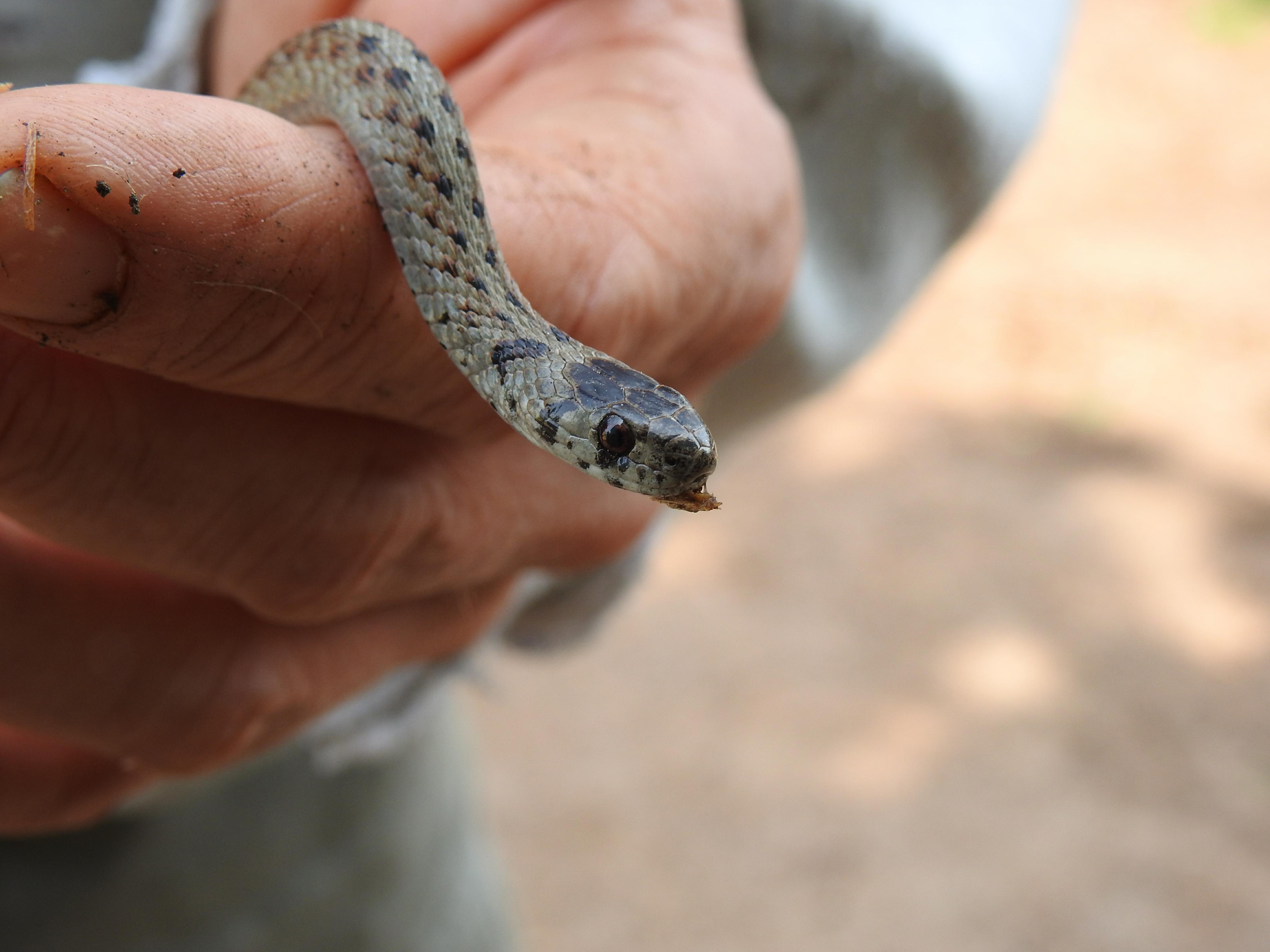 Snake Snake