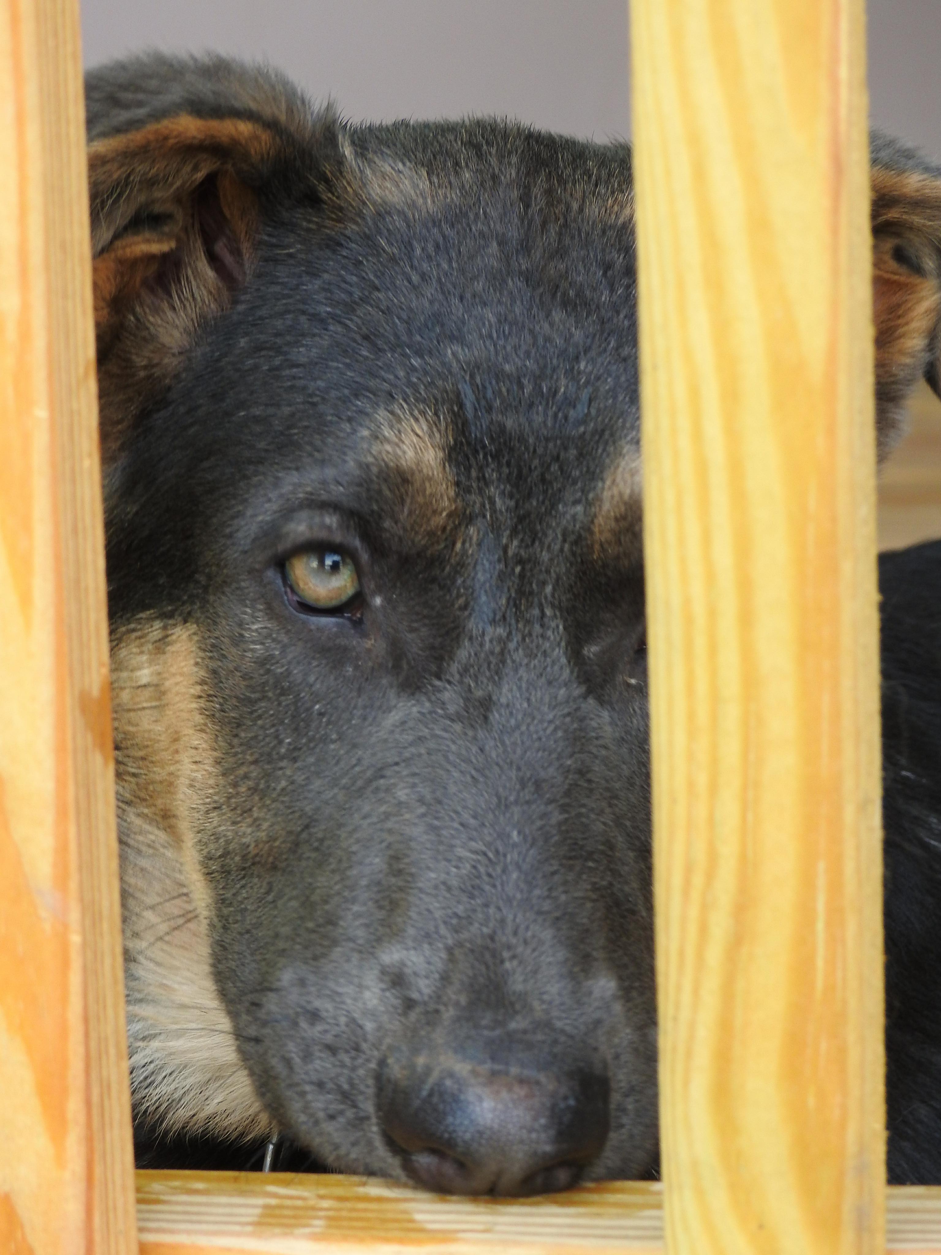 T'Kira, blue german shepherd 4.5 months