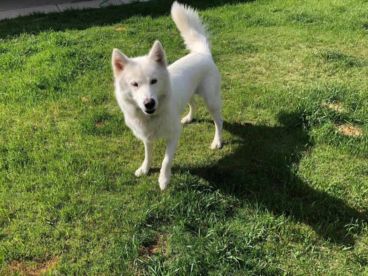 Lexie the sheep dog find a new home in Bakersfield California Lexie the sheep dog find a new home in Bakersfield California