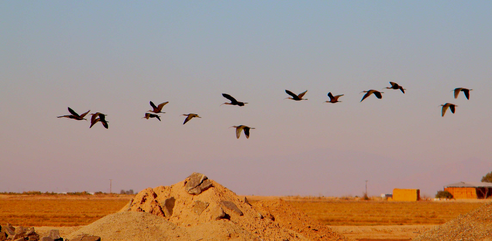 Migration Migration
