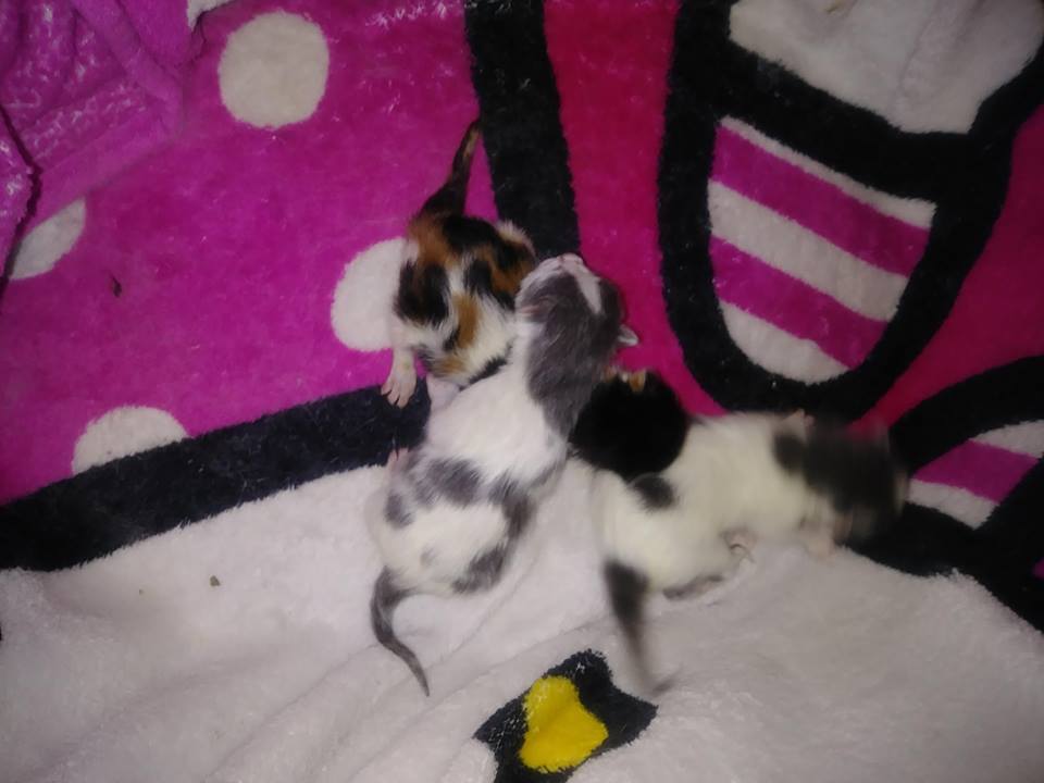 Kittens sleeping cuddling up! Kittens sleeping cuddling up!