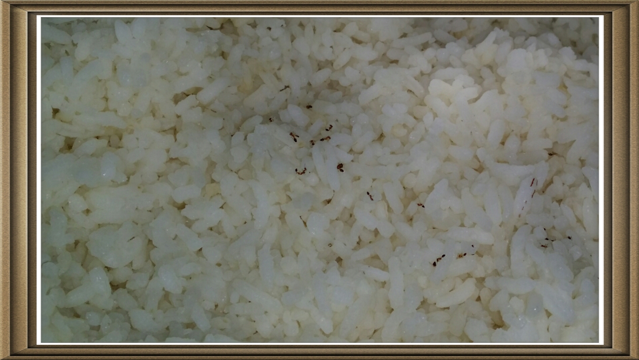 Red ants in the rice Red ants in the rice