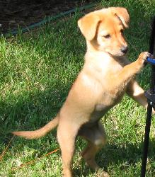 Puppy - This is my puppy.