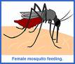 mosquito - mosquito