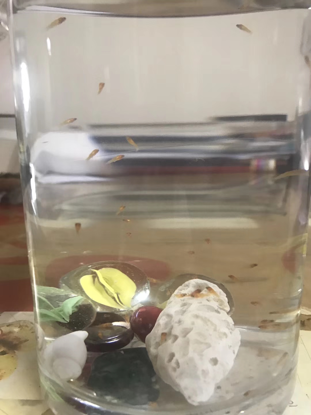 baby fish baby fish