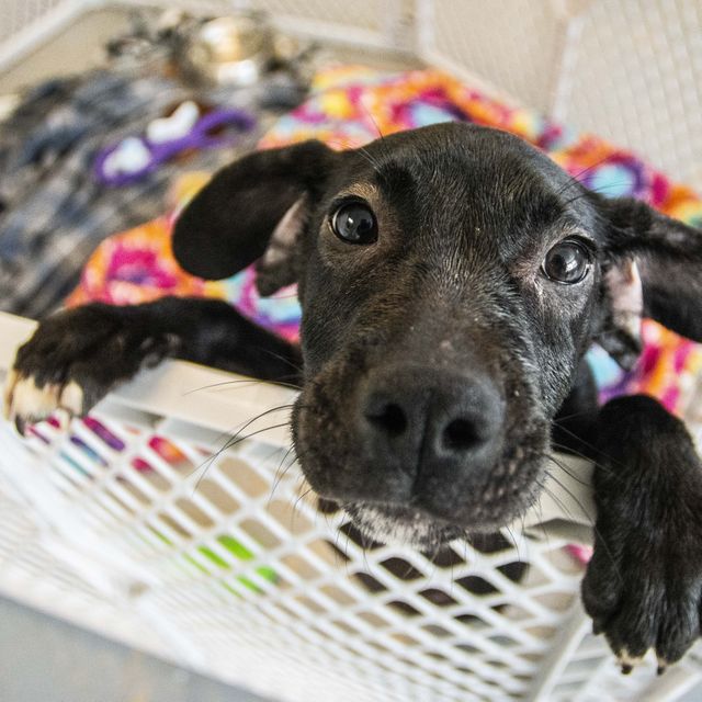 Kane is being given a second chance at life Kane is being given a second chance at life