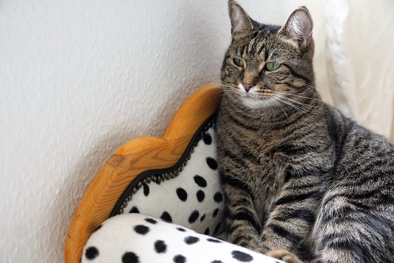 https://pixabay.com/en/cute-animal-cat-domestic-pet-3337184/ https://pixabay.com/en/cute-animal-cat-domestic-pet-3337184/