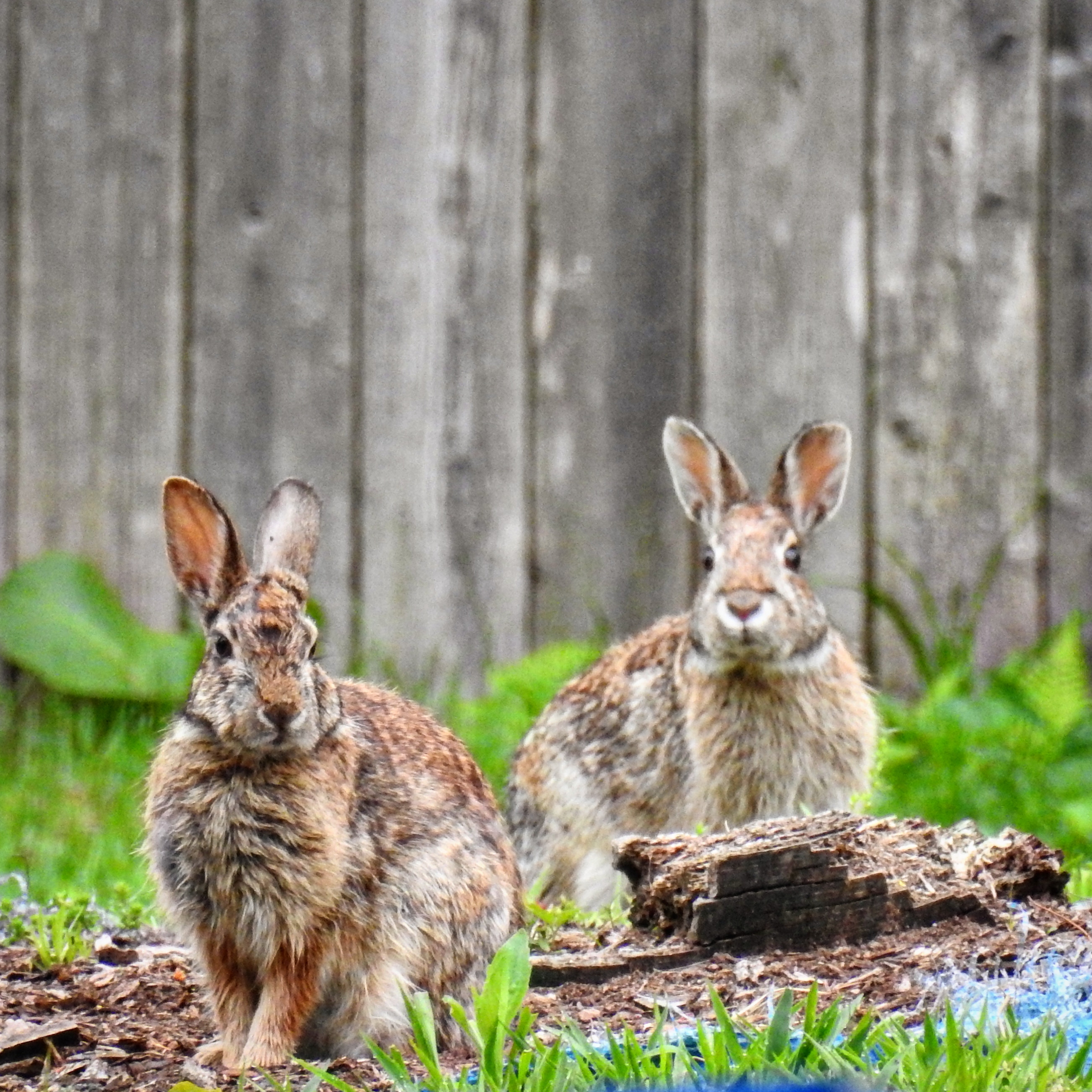 2 bunnies. By minx267
