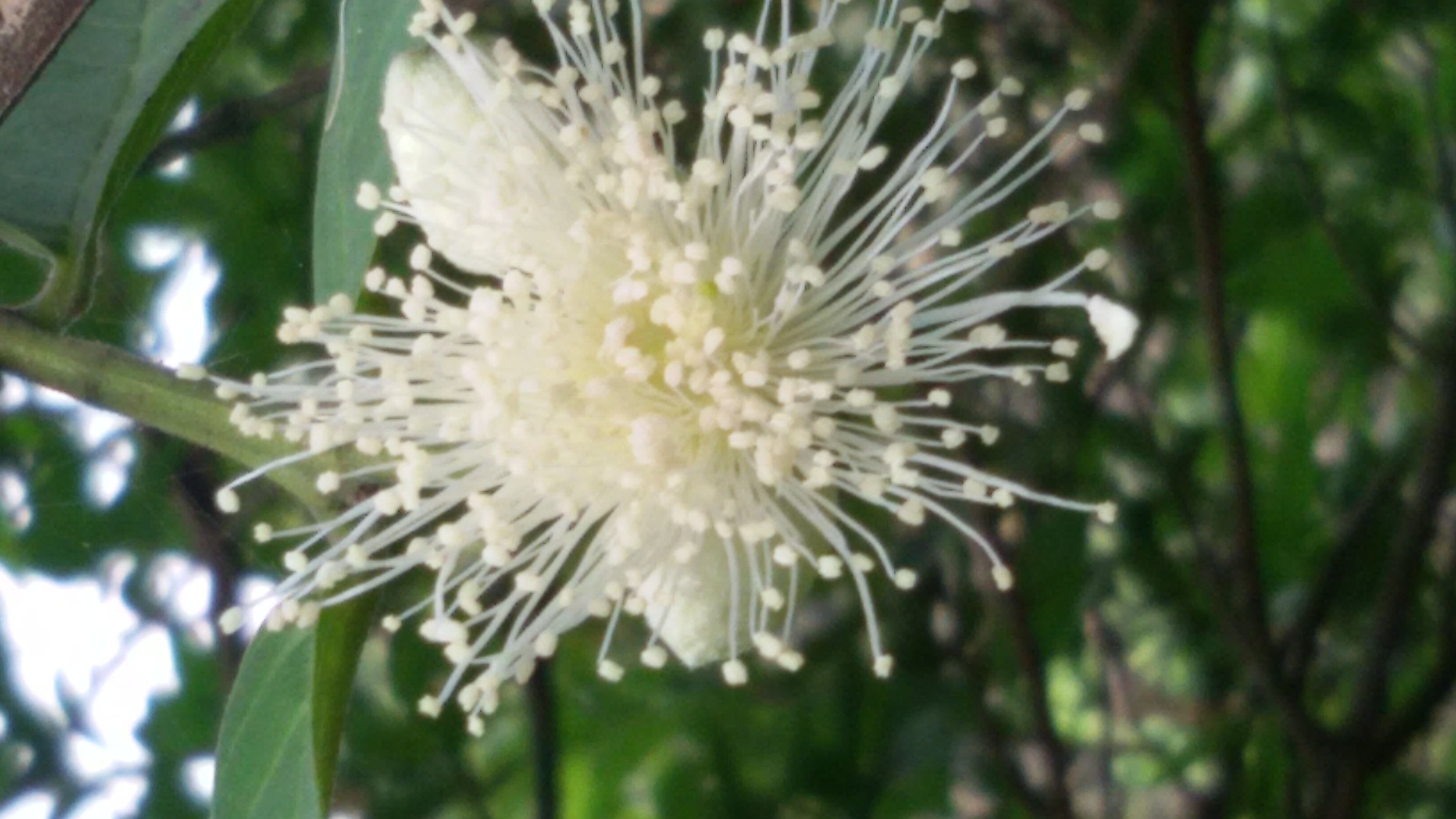 Bud of a Guava