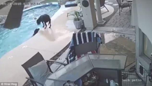 Remus and Smokey having a good time inside a swimming pool in Mesa AZ.