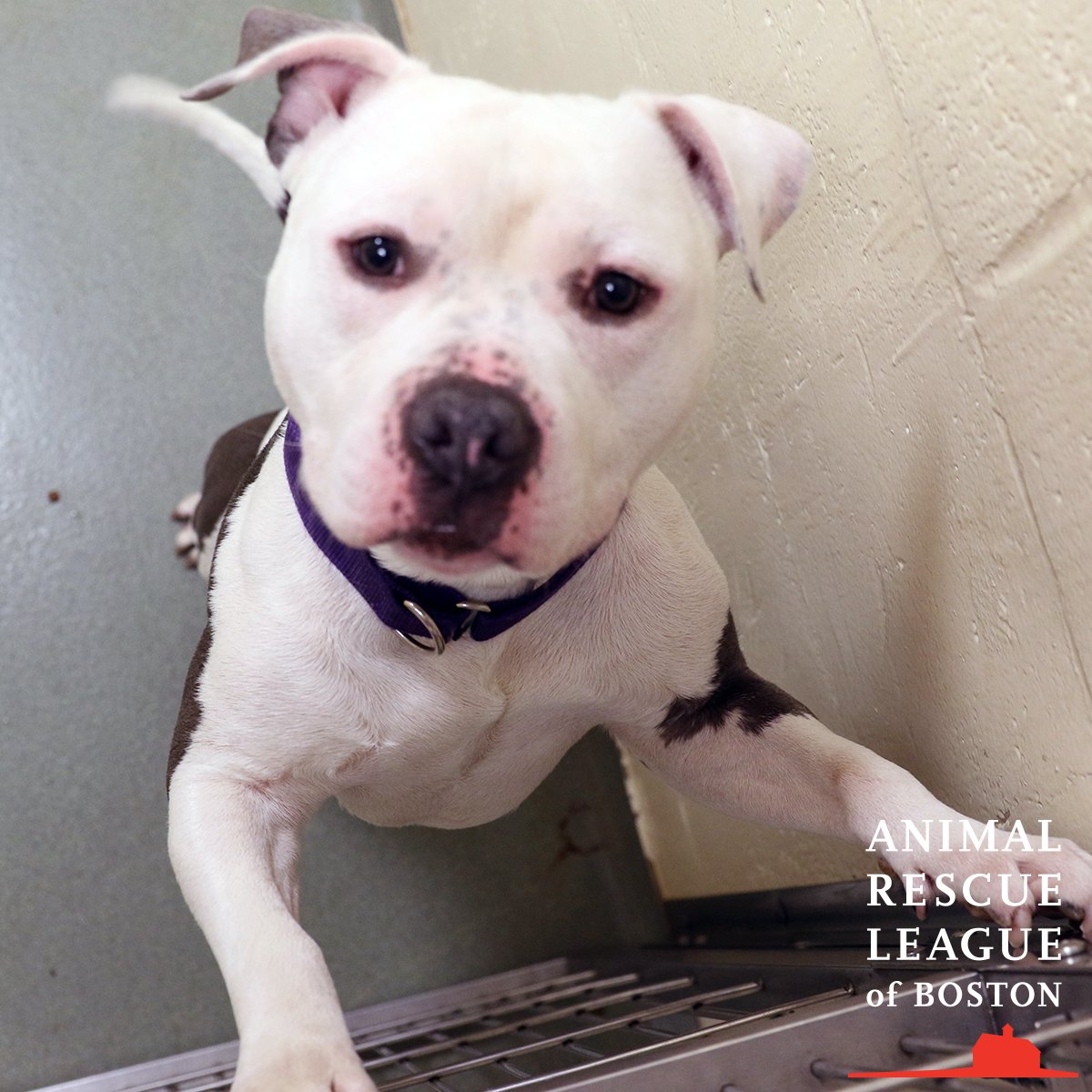 Nick has come home to the animal shelter Nick has come home to the animal shelter