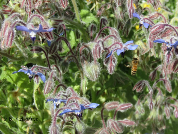 Bee in the Borage