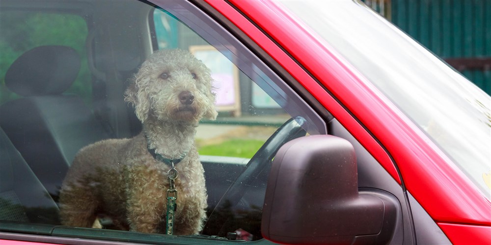 Puppy inside a hot auto in Florida Puppy inside a hot auto in Florida
